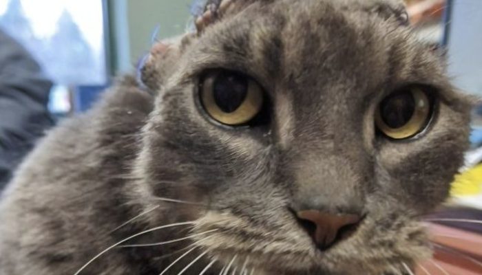 A sick stray cat loses her ears but gets a gorgeous crochet kit and a forever home. What she feels is unexpected.