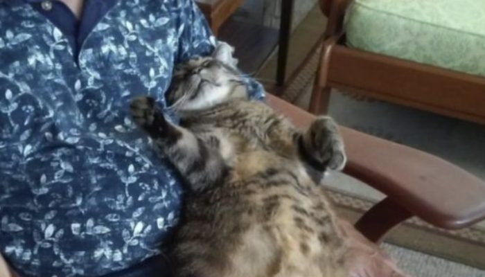 For more than eleven years, the cat has begged his father for hugs every morning before he leaves for work.