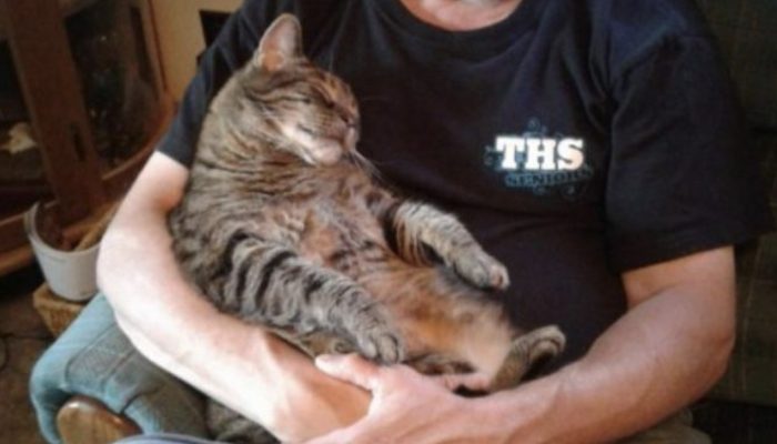 For more than eleven years, the cat has begged his father for hugs every morning before he leaves for work.