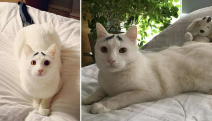 The web has gone off the deep end about this feline's extraordinarily expressive eyebrows.