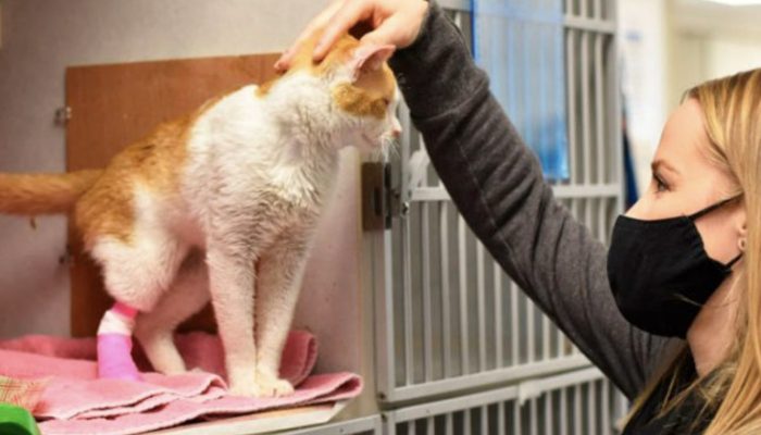 The cat that has a beautiful heart shape on her  back is looking for a family. What happened in the end is really interesting.