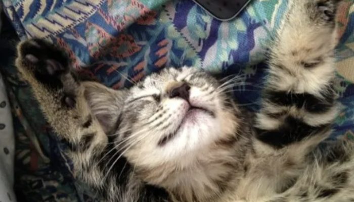 After getting better from therapy, mom is comforted by kitties. It is interesting to see them.