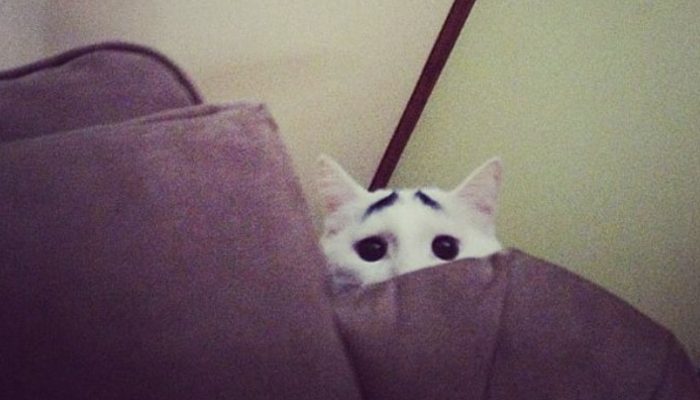 The web has gone off the deep end about this feline's extraordinarily expressive eyebrows.
