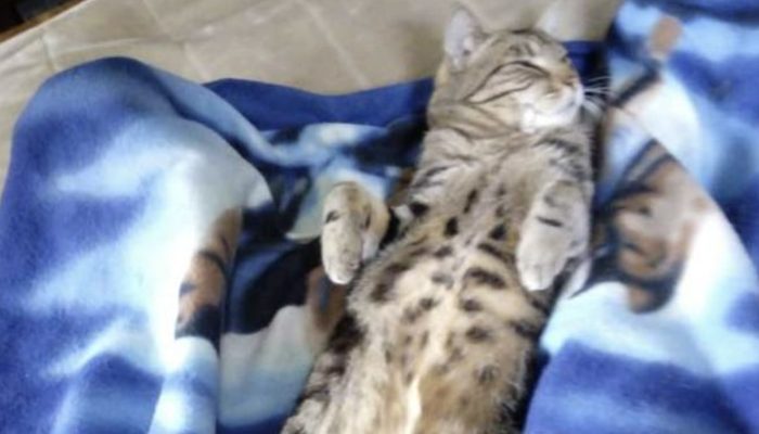 After getting better from therapy, mom is comforted by kitties. It is interesting to see them.