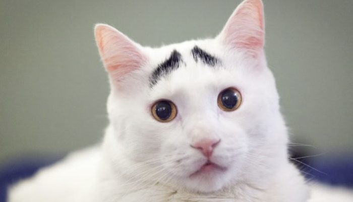 The web has gone off the deep end about this feline's extraordinarily expressive eyebrows.