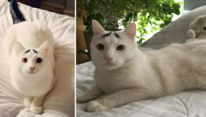 The web has gone off the deep end about this feline's extraordinarily expressive eyebrows.