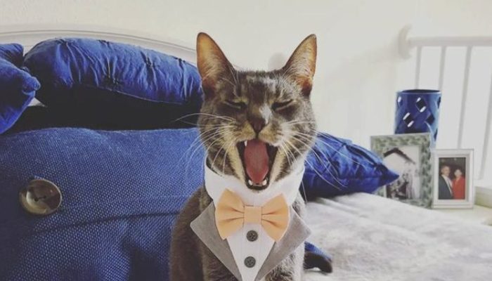 The cat had the duty of transferring the wedding rings. The wedding party was amazing.