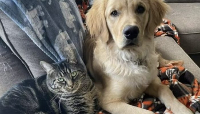 A clever cat persuades a dog to enter his box so he can be alone. See the reaction of the dog.