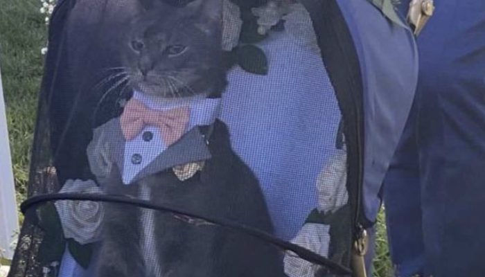 The cat had the duty of transferring the wedding rings. The wedding party was amazing.