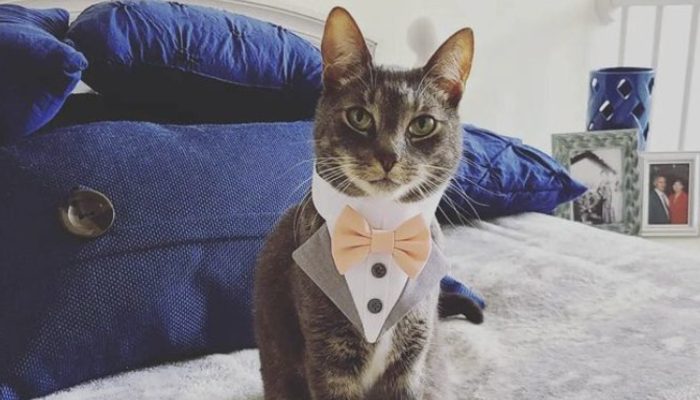 The cat had the duty of transferring the wedding rings. The wedding party was amazing.