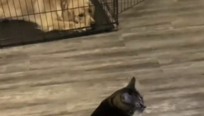 A clever cat persuades a dog to enter his box so he can be alone. See the reaction of the dog.