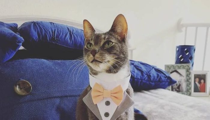 The cat had the duty of transferring the wedding rings. The wedding party was amazing.