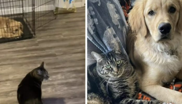 A clever cat persuades a dog to enter his box so he can be alone. See the reaction of the dog.