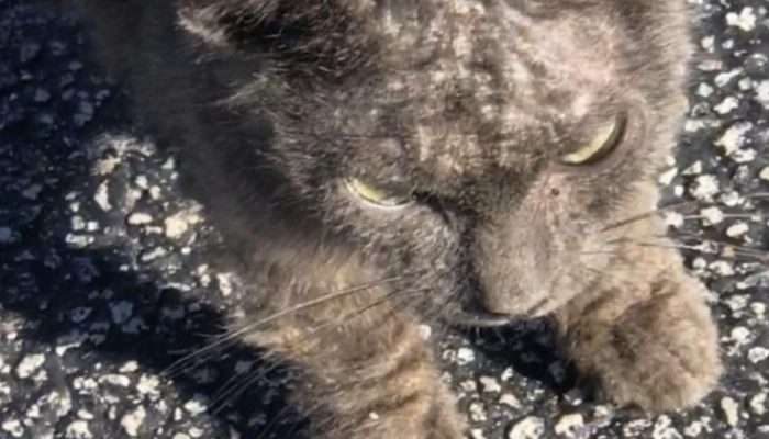 A kind-hearted rescuer has transformed a stray cat with a large belly into a real beauty. You just need to dee the transformation.