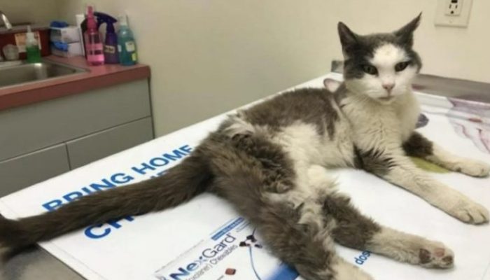 The woman realizes the stray cat needs assistance when it approaches her and insists on accompanying her home.
