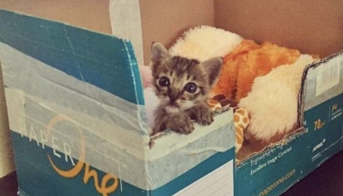 The encounter between a young man and a street kitten completely alters their lives. See how they live together.