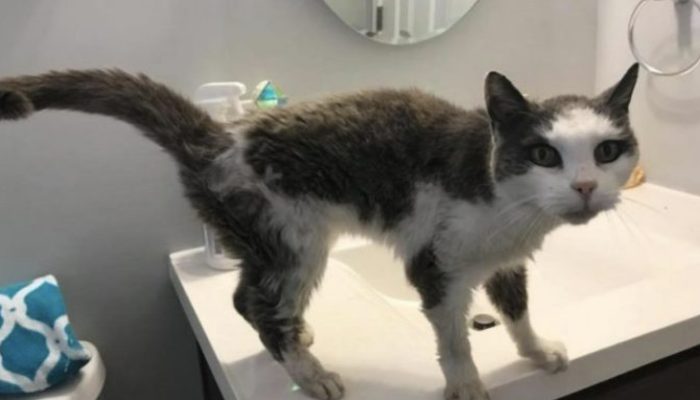 The woman realizes the stray cat needs assistance when it approaches her and insists on accompanying her home.
