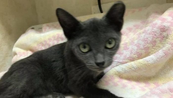 A kind-hearted rescuer has transformed a stray cat with a large belly into a real beauty. You just need to dee the transformation.