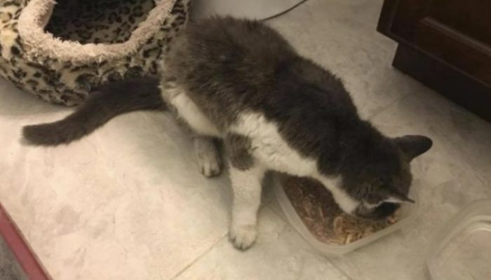 The woman realizes the stray cat needs assistance when it approaches her and insists on accompanying her home.