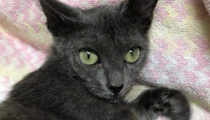 A kind-hearted rescuer has transformed a stray cat with a large belly into a real beauty. You just need to dee the transformation.