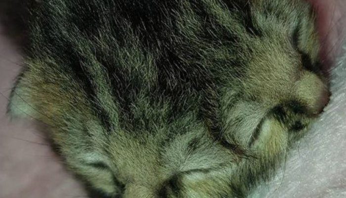 Strange revelation. The cat brought into the world with two faces is saved by a lady who never surrendered regardless of the chances.