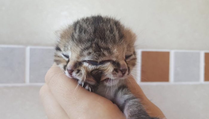 Strange revelation. The cat brought into the world with two faces is saved by a lady who never surrendered regardless of the chances.