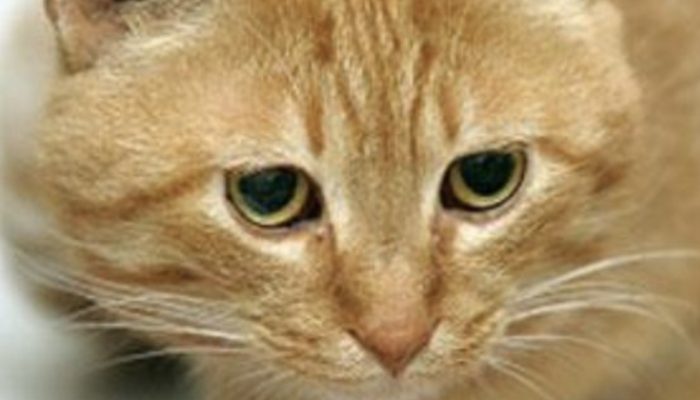 After arguing for help, a pregnant feline thumps on a family's home and embraces two little cats.