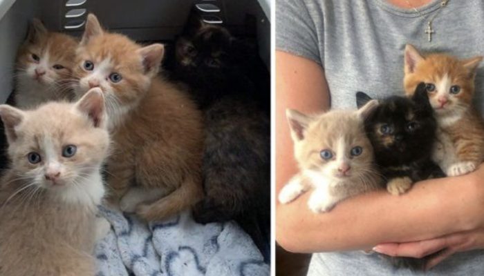 A sanctuary as of late interceded to save a lot of cats at a family home after the family couldn't really take care of them.