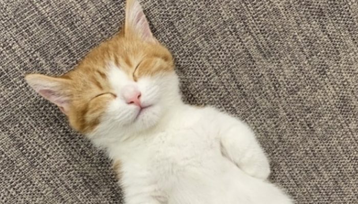Meet Chapi, the charming Munchkin cat who's circulating around the web on Instagram for his cute resting propensities.