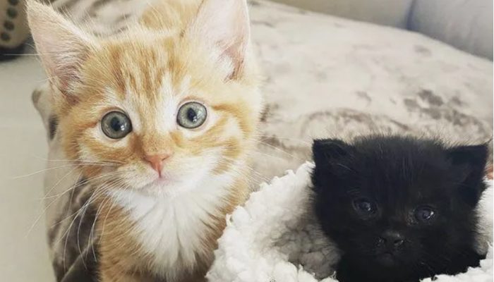 The kitten does not want to leave the people he loves because he is so appreciative of their care.