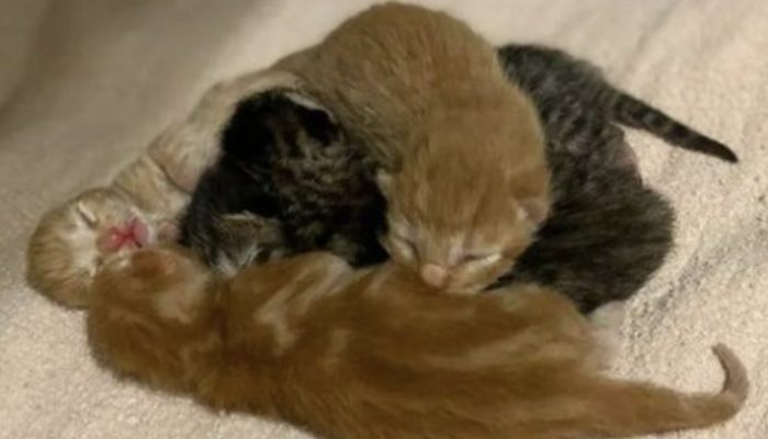 After arguing for help, a pregnant feline thumps on a family's home and embraces two little cats.