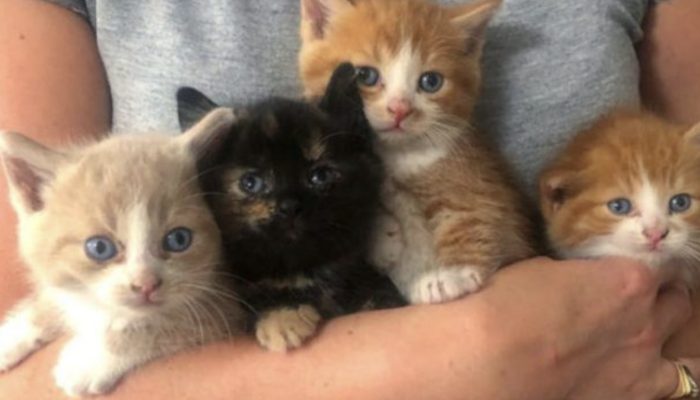 A sanctuary as of late interceded to save a lot of cats at a family home after the family couldn't really take care of them.
