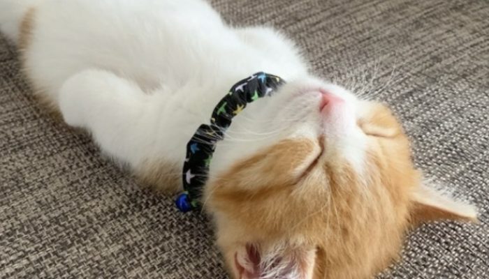 Meet Chapi, the charming Munchkin cat who's circulating around the web on Instagram for his cute resting propensities.