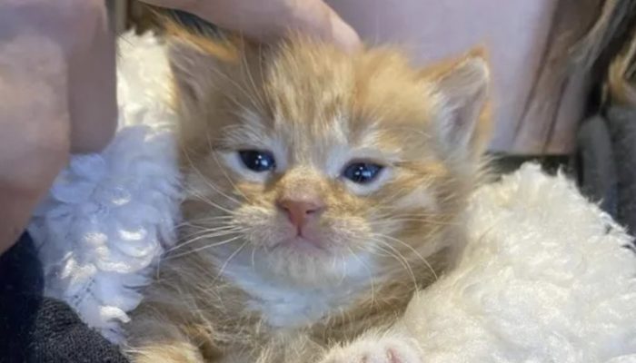 The kitten does not want to leave the people he loves because he is so appreciative of their care.