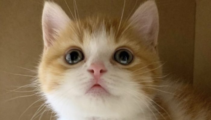 Meet Chapi, the charming Munchkin cat who's circulating around the web on Instagram for his cute resting propensities.