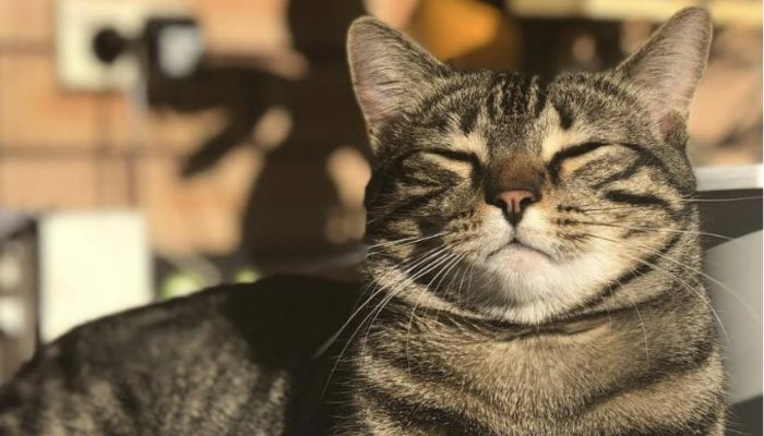 When the friendly cat found out that the owner was expecting, she started making nests for the unborn child.