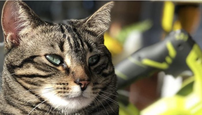 When the friendly cat found out that the owner was expecting, she started making nests for the unborn child.