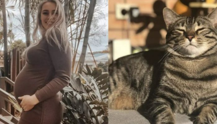 When the friendly cat found out that the owner was expecting, she started making nests for the unborn child.