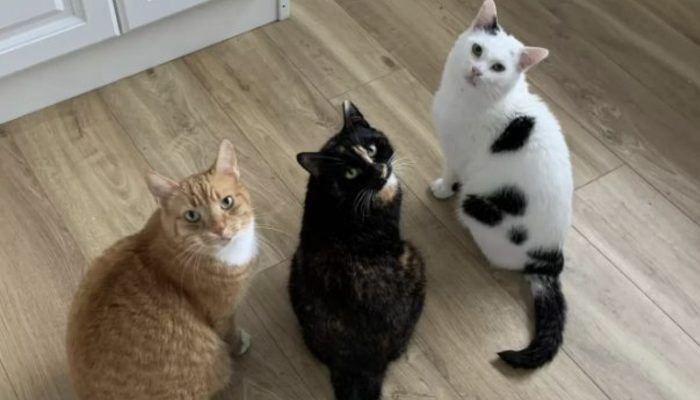 Because they wanted to save the stray cat and gain his trust, the family built him a house.