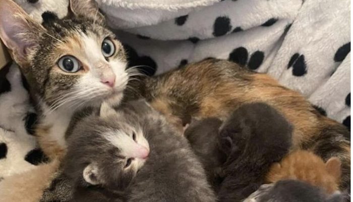 A cozy home was found: After finding a new home, a stray cat surprises everyone by bearing seven kittens.