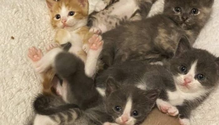 A cozy home was found: After finding a new home, a stray cat surprises everyone by bearing seven kittens.