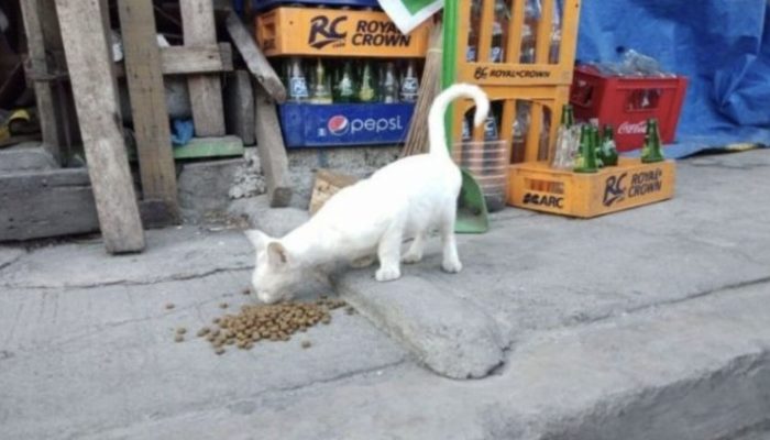 We found these wanderer cats as per the shows of social distance. It was interesting meeting.