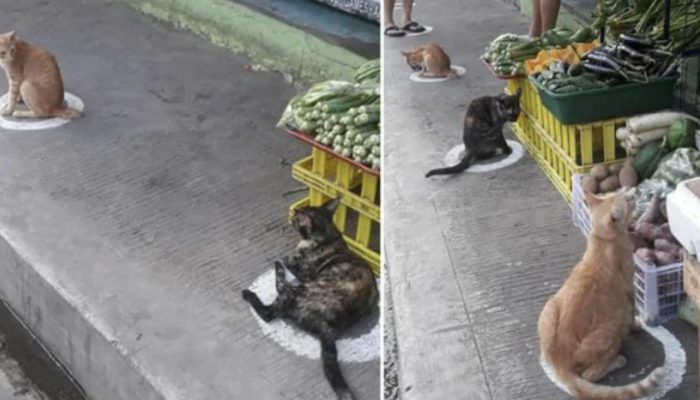 We found these wanderer cats as per the shows of social distance. It was interesting meeting.