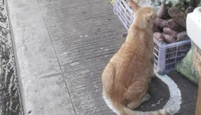 We found these wanderer cats as per the shows of social distance. It was interesting meeting.