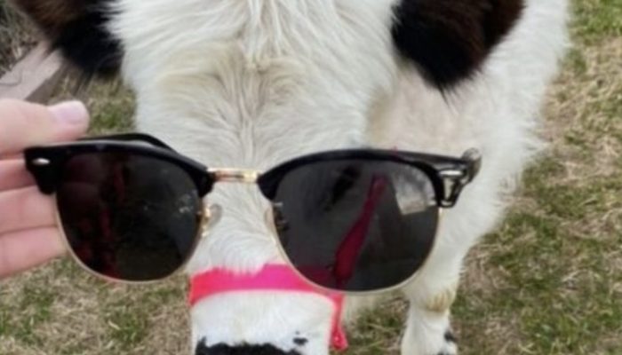 The little cow: The most adorable therapy cow on a mission to cheer people up. The little cow: The most adorable therapy cow on a mission to cheer people up. Everybody admired with them.