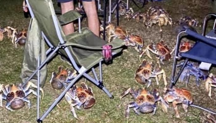 A family's picnic in Australia was disrupted by a swarm of enormous, savage crabs.