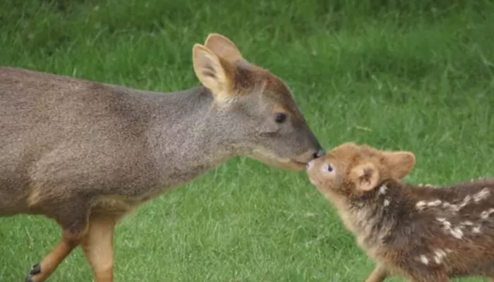 Meet the magical pudu, the world's smallest and cutest deer. See how he acts and you will be in shock.