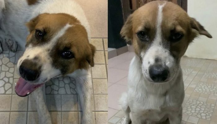 A stray dog decided to give him a visit after finding the workplace of a kind man.