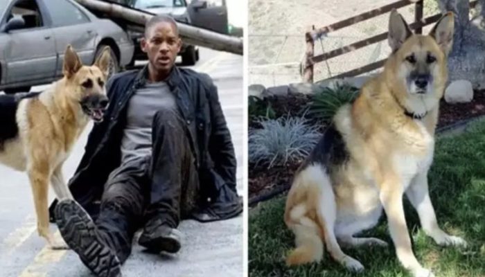 The popular movie's 13-year-old dog is still everyone's ideal friend. You probably imagine to have a friend like the dog.