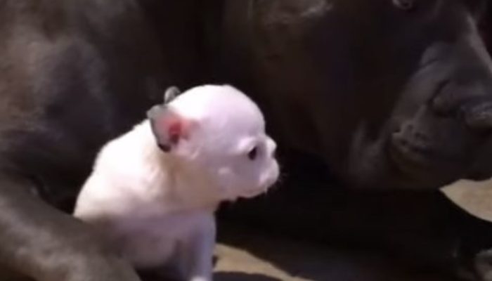 A large dog looks after a puppy: It just warms our hearts that he is so gentle with that puppy. Really appreciated.